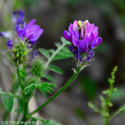 赤峰賣苜蓿種子電話號碼是多少-第1張圖片