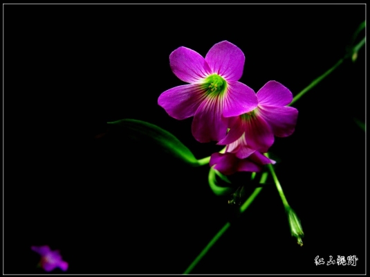 赤峰春蕾花卉養(yǎng)殖基地電話號碼-第1張圖片