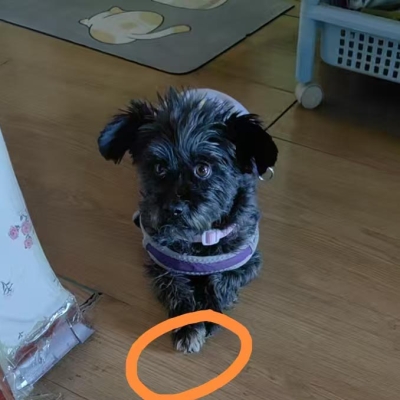 赤峰尋寵團(tuán)隊(duì)招聘電話(huà)地址查詢(xún)-第1張圖片